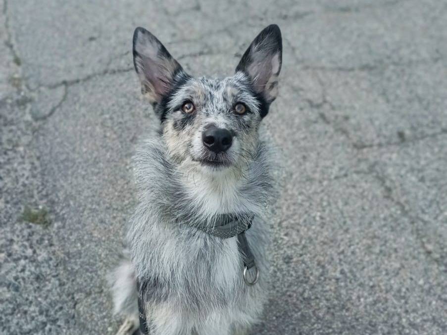 Adozione cane, femmina, Pastore australiano Razza sconosciuta, 1 anno e 4 mesi, taglia media contenuta, Torino
