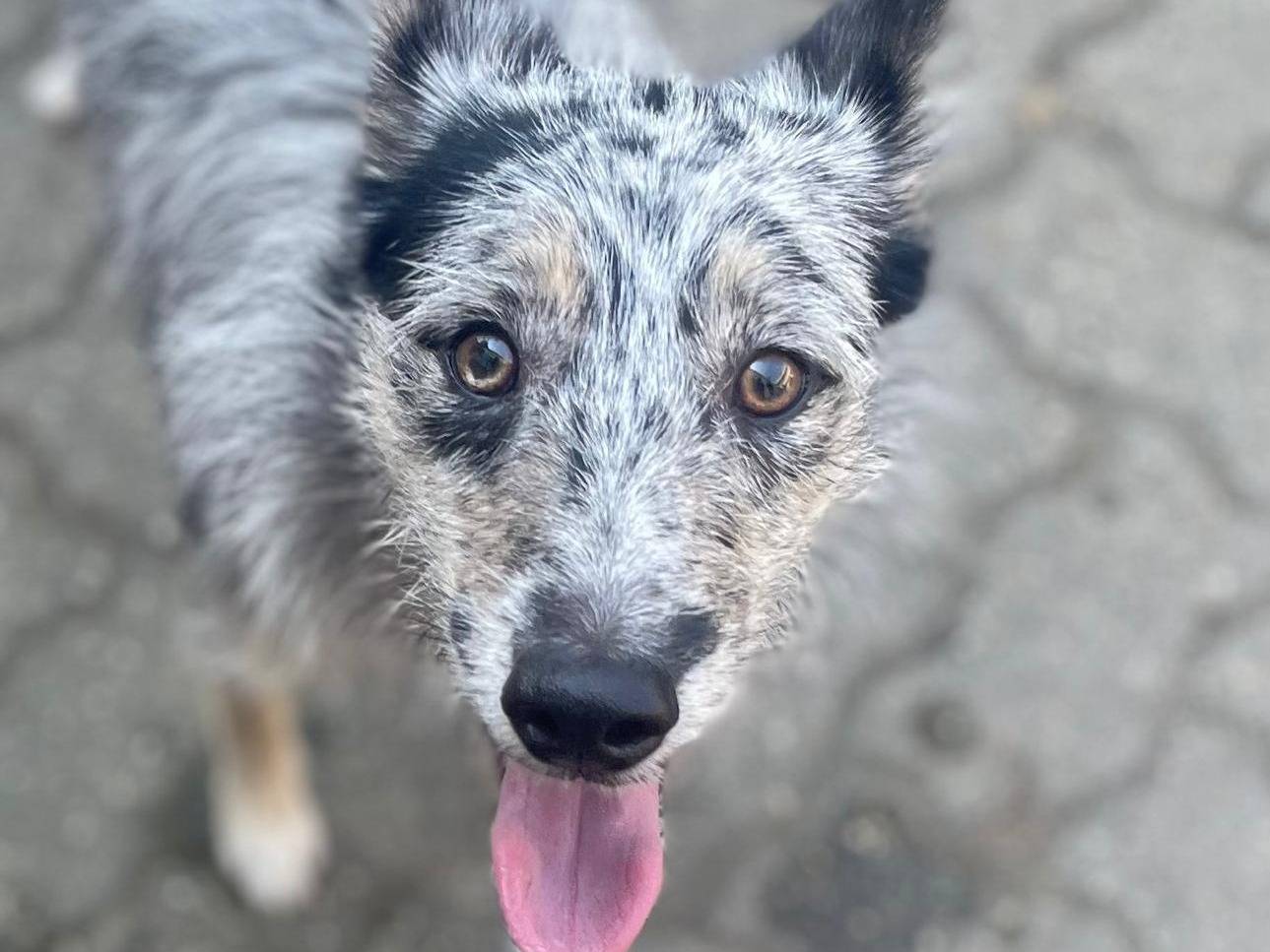 Adotta un cane, femmina, 1 anno e 4 mesi, Torino