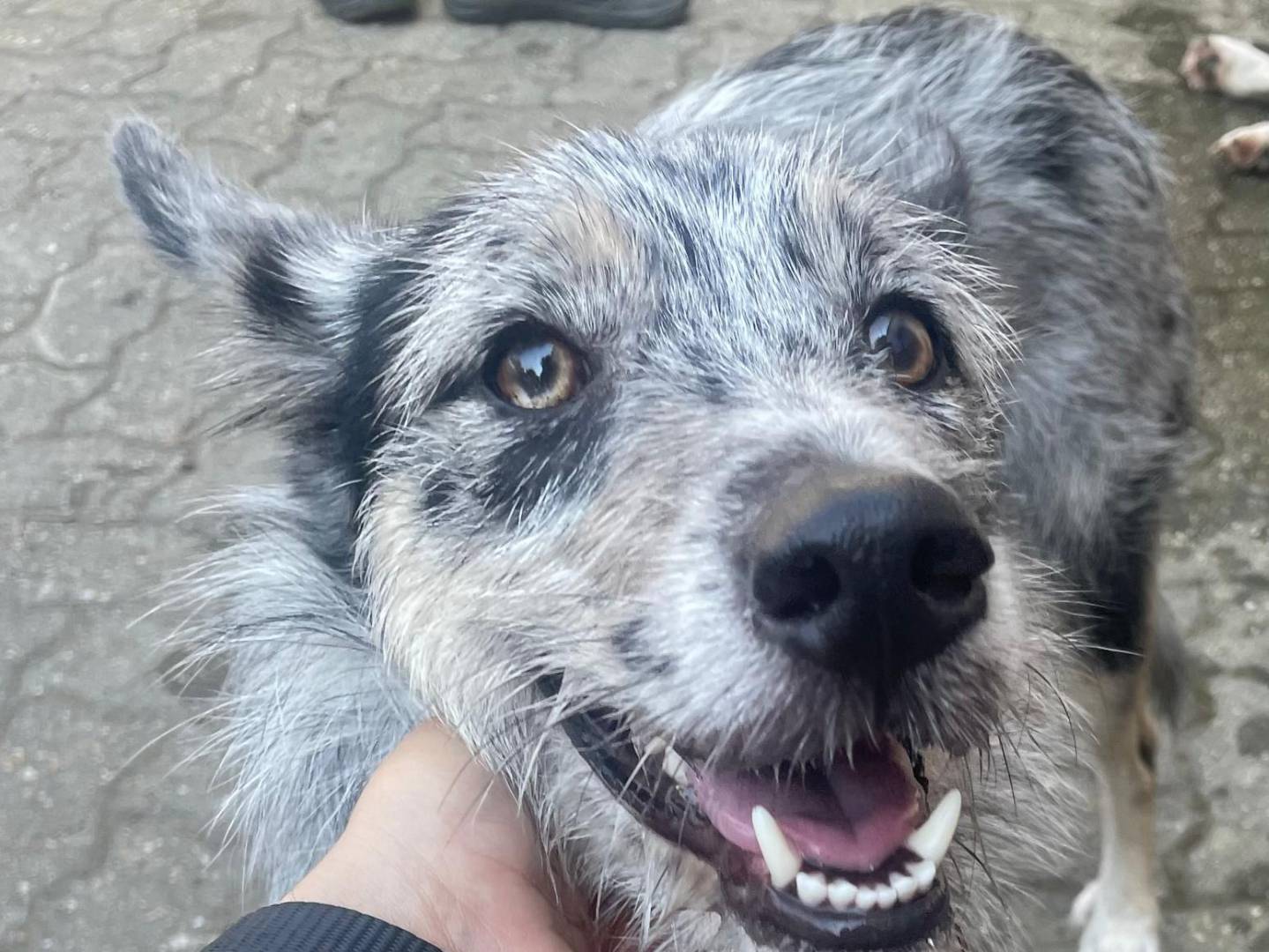 Adotta un cane, taglia media contenuta, femmina, Torino