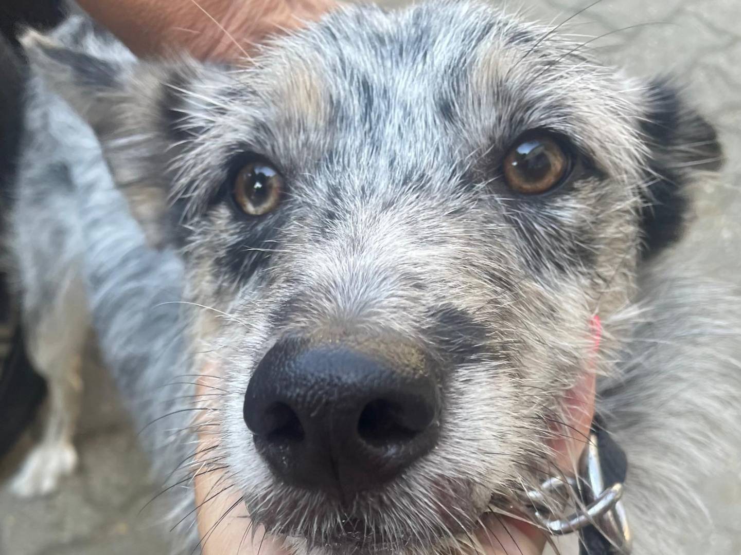 Vuoi adottare un cane a Torino?