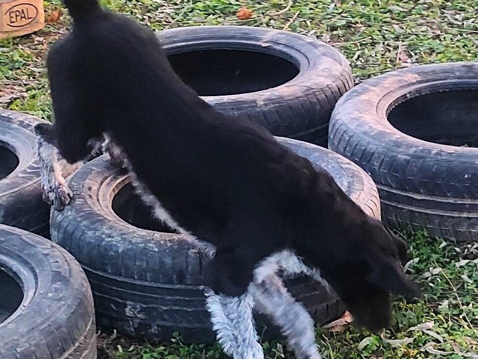 Vuoi adottare un cane a Cuneo?