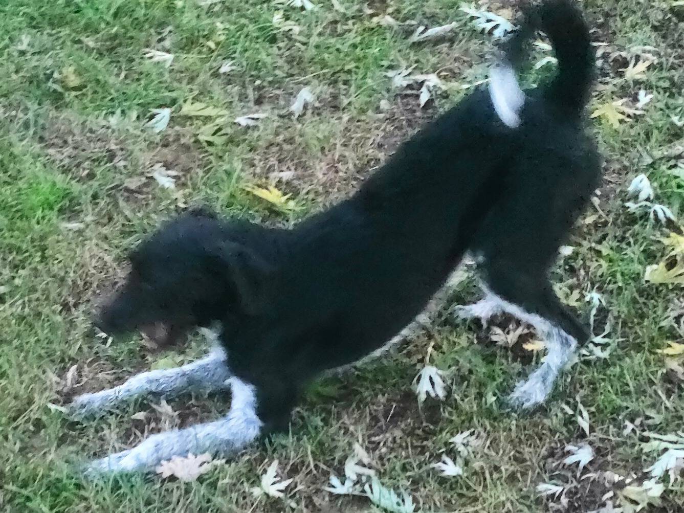 Adotta il cane Emily a Cuneo