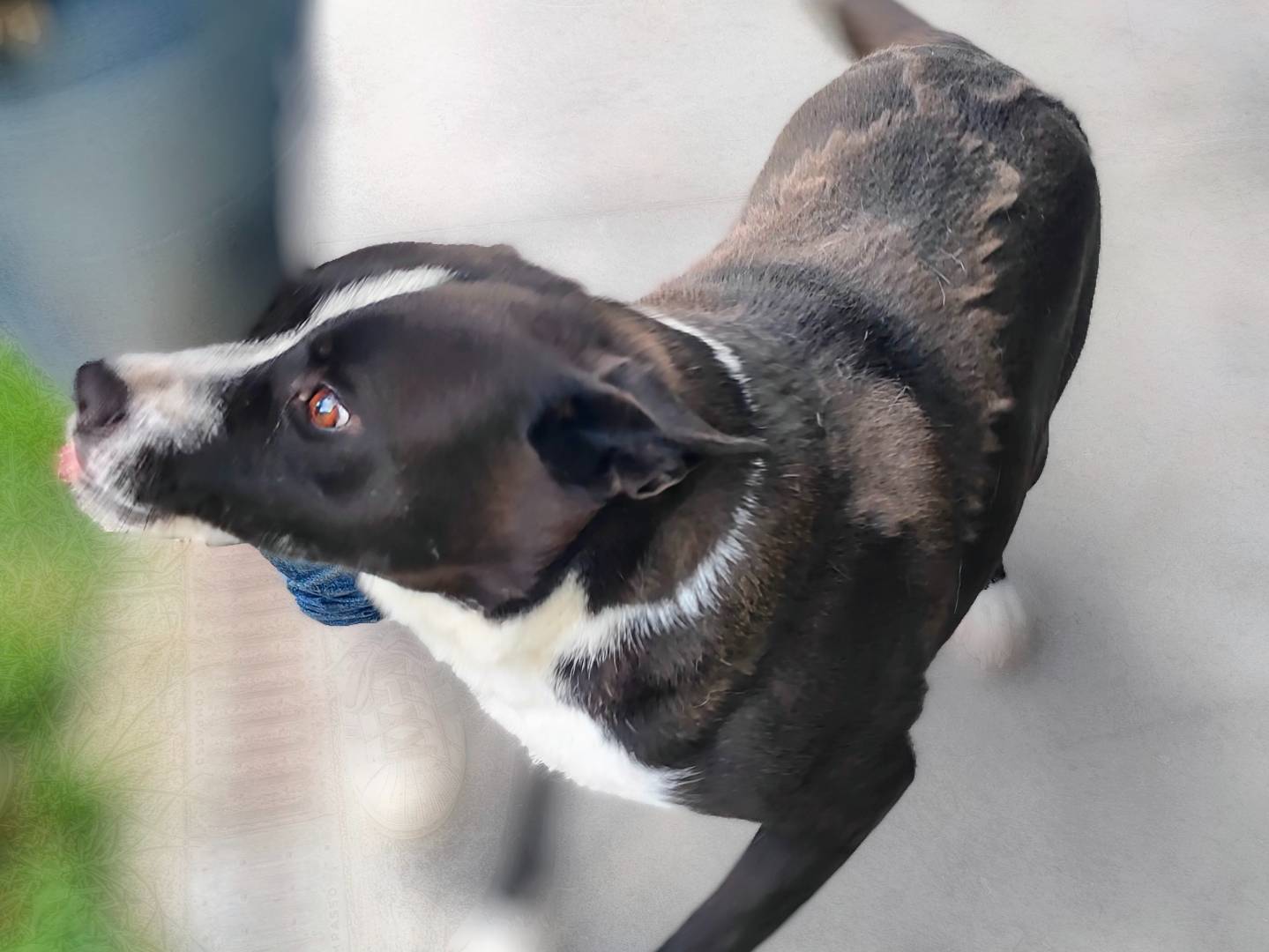 Adotta un cane, taglia media, femmina, Cuneo