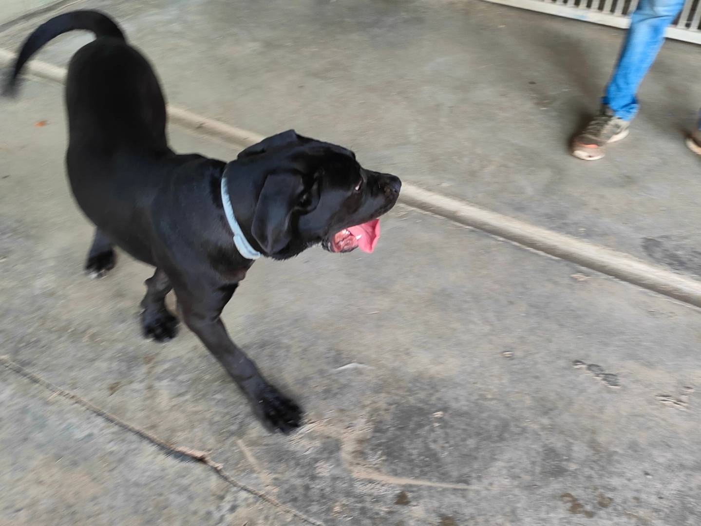 Vuoi adottare un cane a Cuneo?
