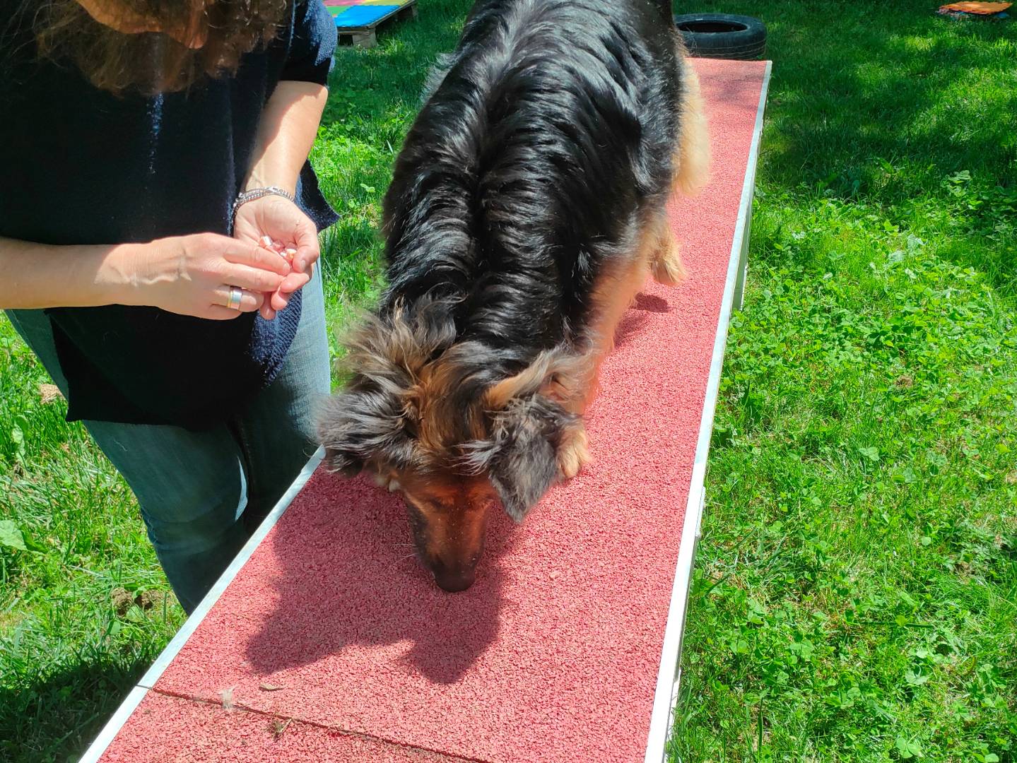 Adotta un cane, taglia grande, femmina, Cuneo