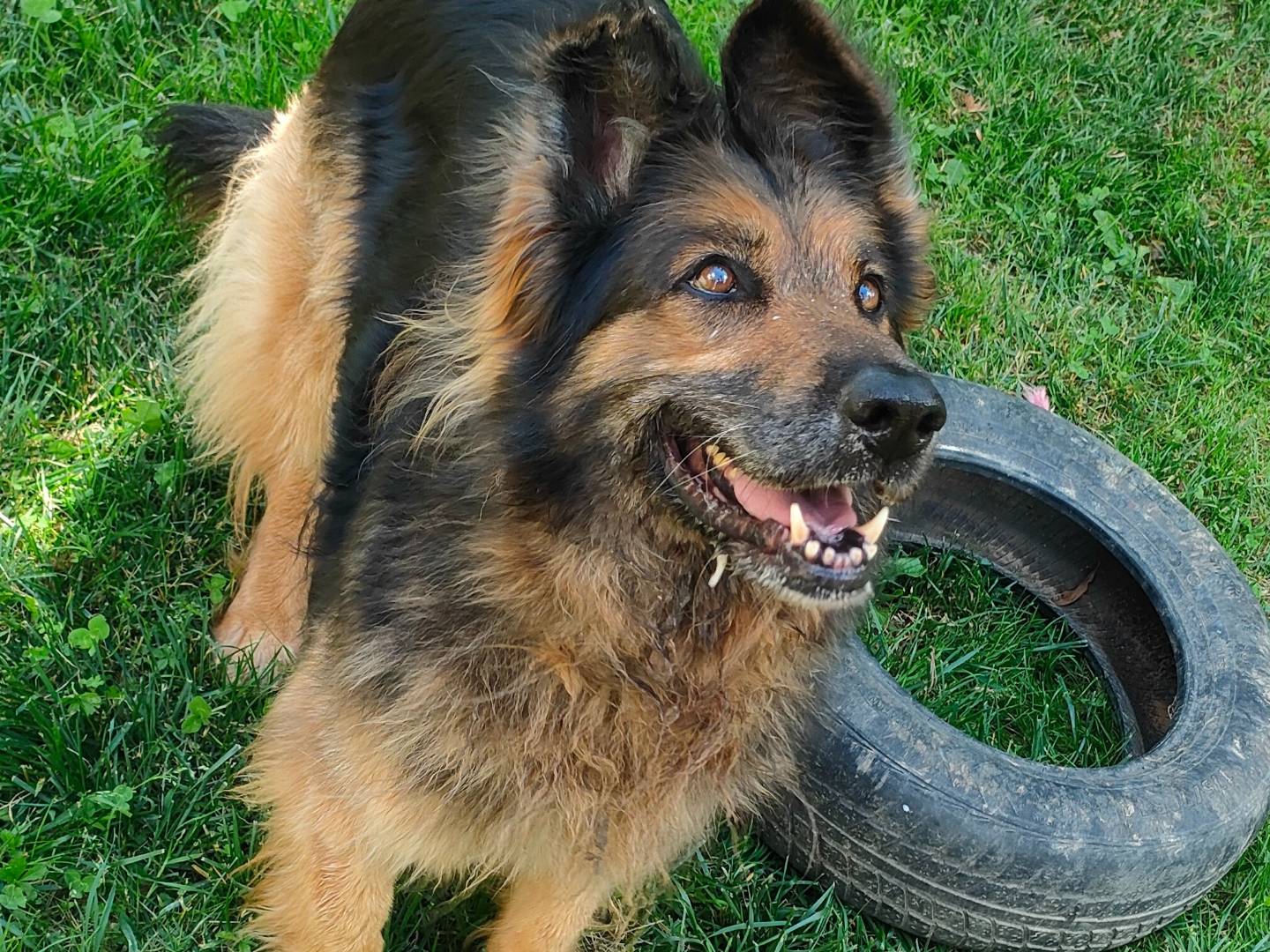 Adotta il cane Leda a Cuneo