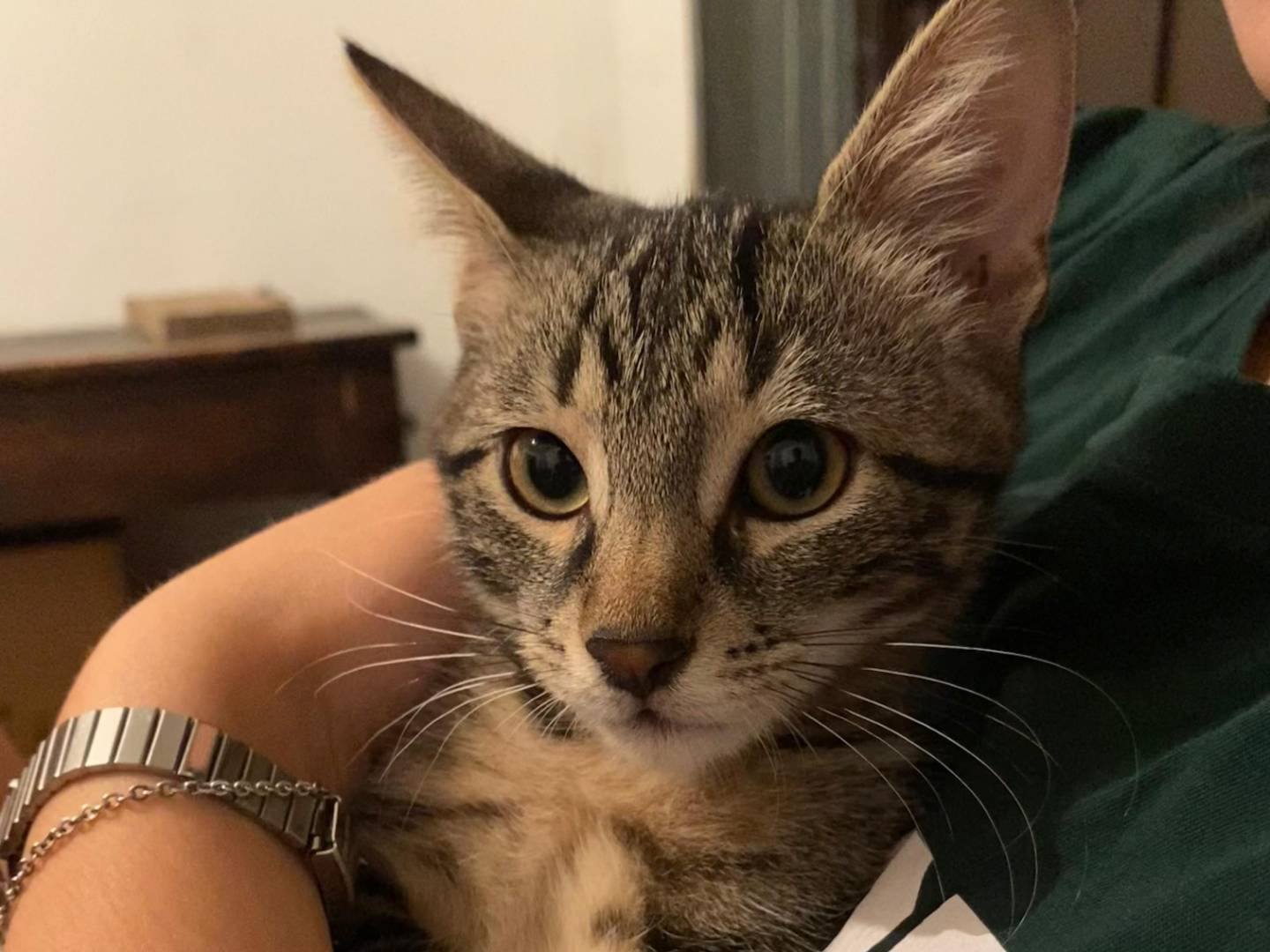 Adozione gatto, maschio, Razza sconosciuta Razza sconosciuta, 1 mesi, taglia non valida, Ancona
