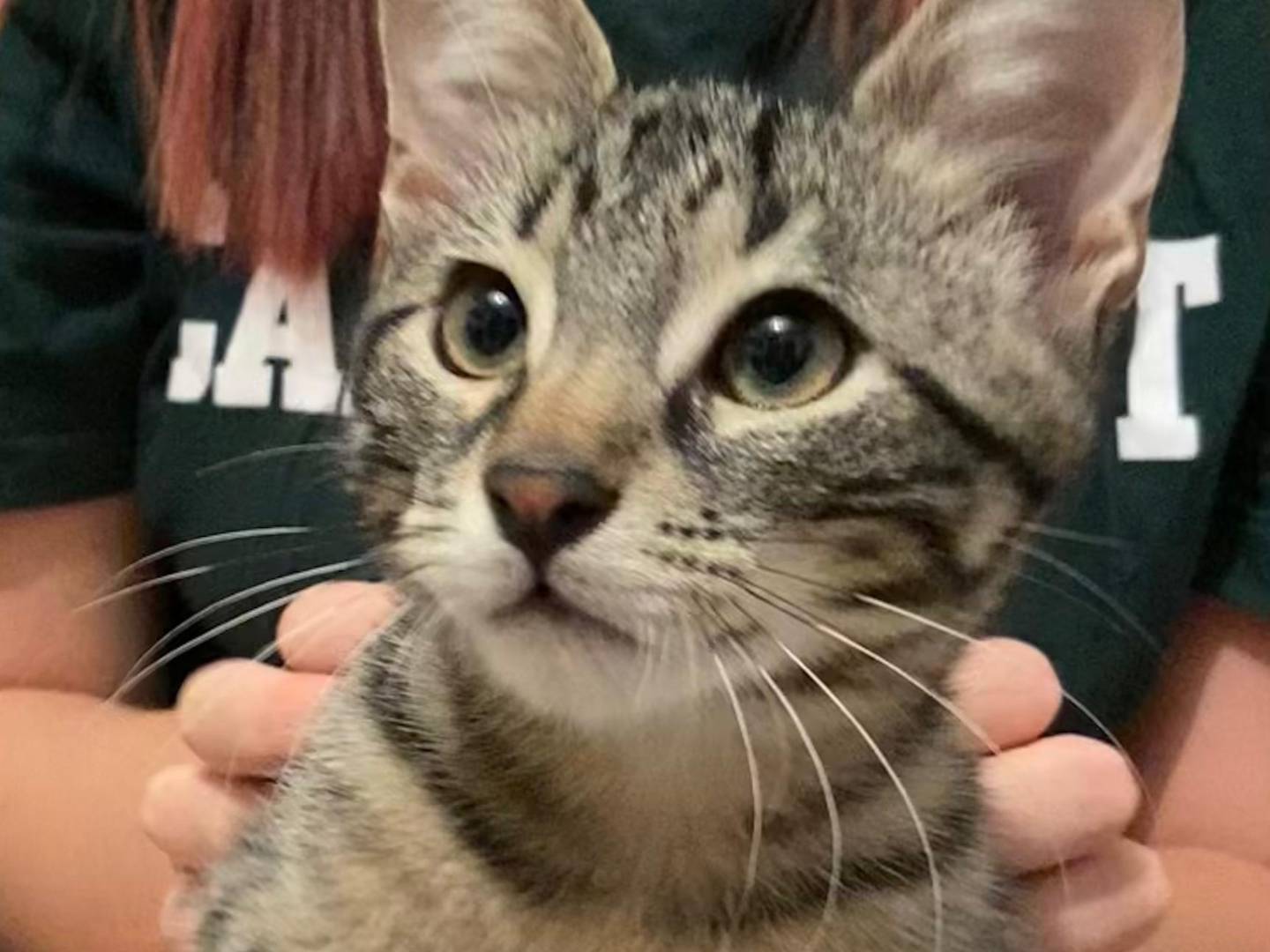 Adotta un gatto, maschio, 1 mesi, Ancona