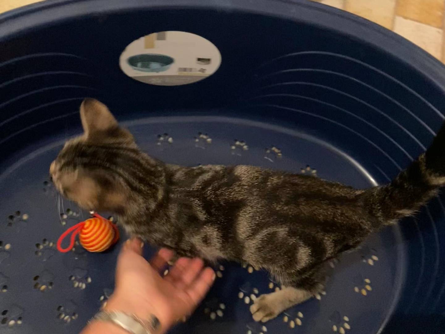 Adotta un gatto, taglia non valida, maschio, Ancona