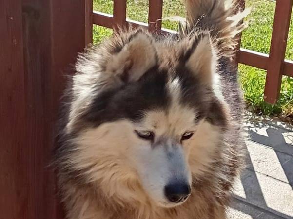 Adozione cane, femmina, Razza sconosciuta Razza sconosciuta, 3 anni, taglia media, Milano
