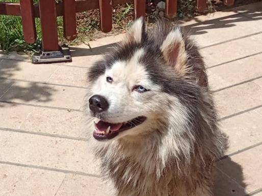 Adotta un cane, femmina, 3 anni, Milano