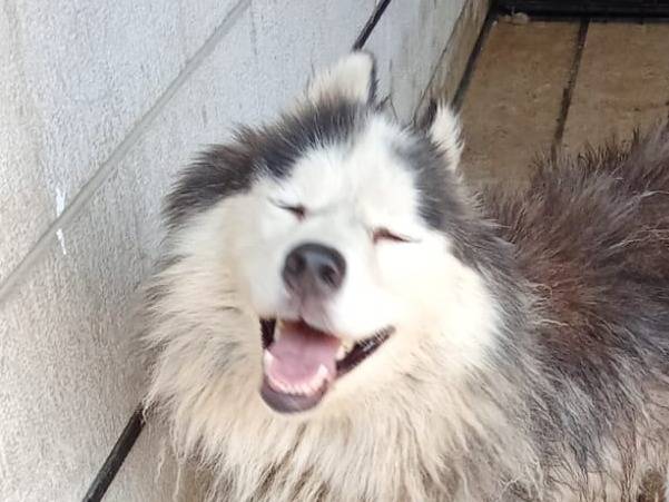 Adotta un cane, taglia media, femmina, Milano