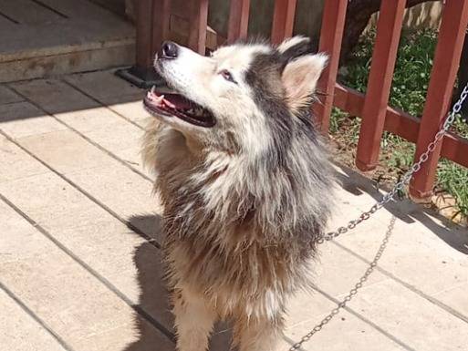 Vuoi adottare un cane a Milano?
