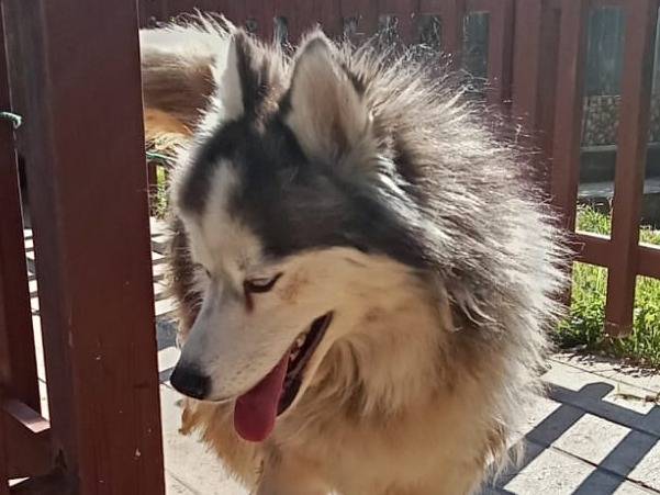 Adotta il cane VICKY a Milano
