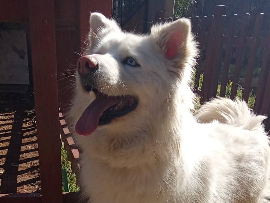 Adozione cane, femmina, Siberian Husky Razza sconosciuta, 3 anni e 2 mesi, taglia media, Milano