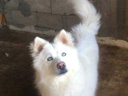 Adotta un cane, femmina, 3 anni e 2 mesi, Milano