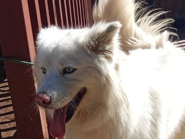 Adotta un cane, taglia media, femmina, Milano