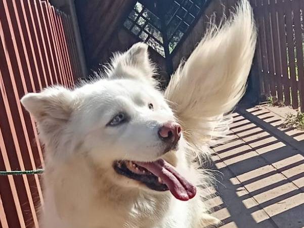 Vuoi adottare un cane a Milano?
