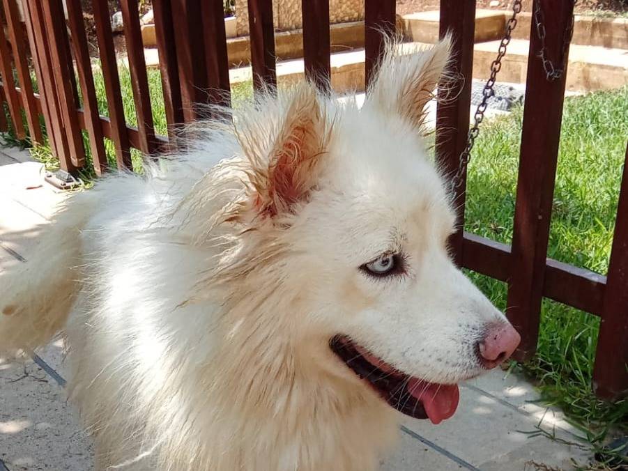 Adotta il cane UNA a Milano