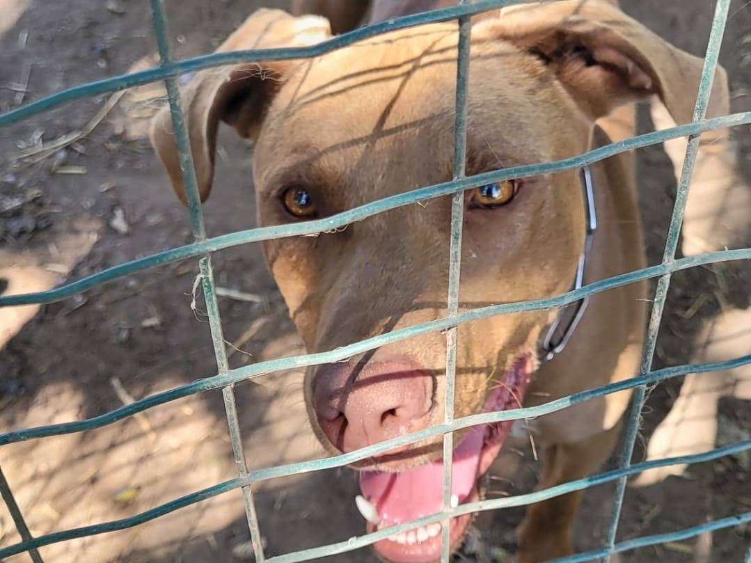 Adozione cane, maschio, Pitbull, 2 anni e 7 mesi, taglia media, Milano