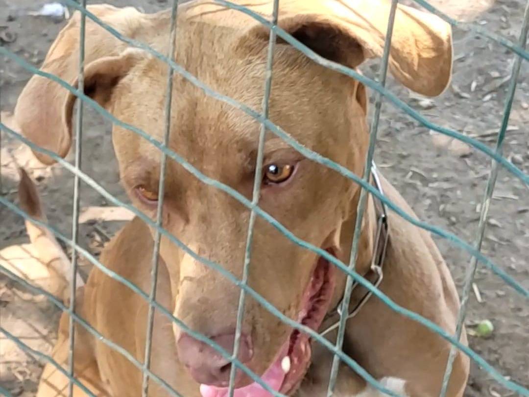 Adotta un cane, maschio, 2 anni e 7 mesi, Milano