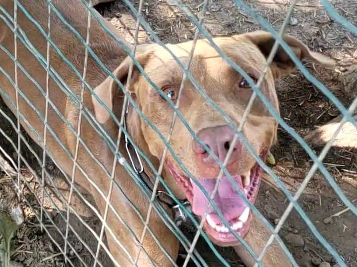 Adotta un cane, taglia media, maschio, Milano