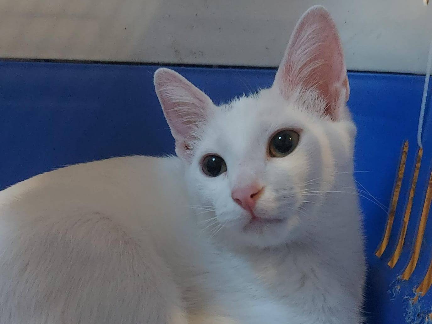 Vuoi adottare un gatto a Bologna?