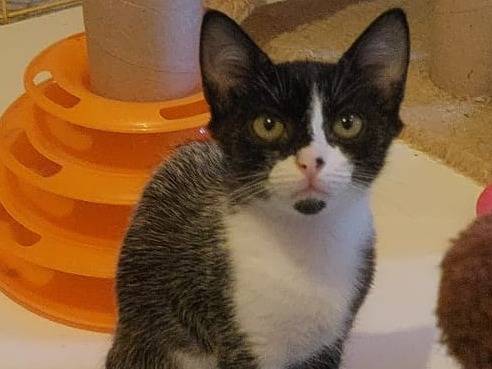 Adozione gatto, femmina, Razza sconosciuta Razza sconosciuta, 4 mesi, taglia non valida, Modena