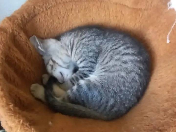 Foto 3 dell'animale