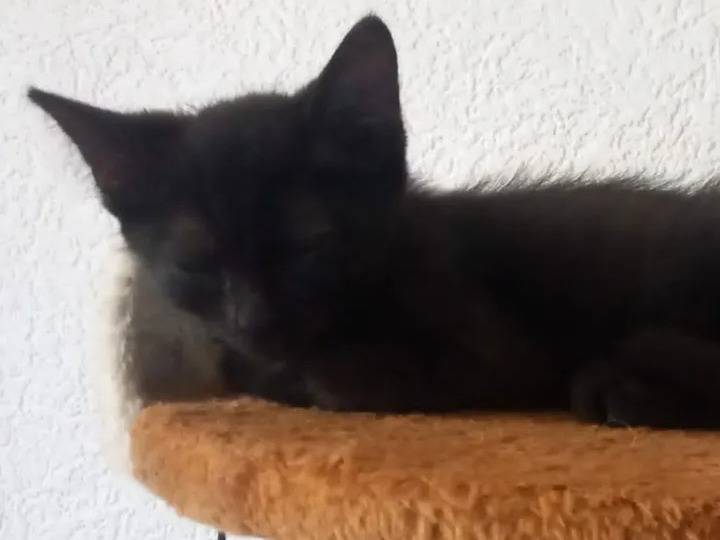 Vuoi adottare un gatto a Verbano?