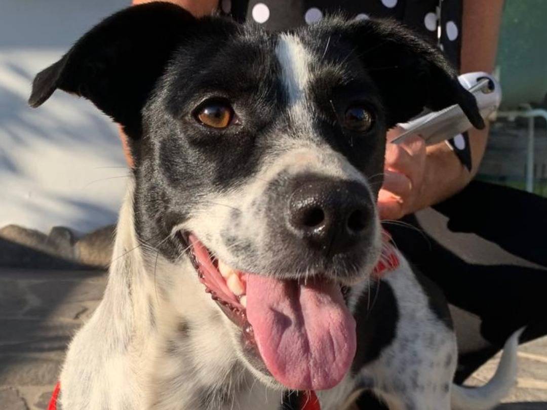 Adozione cane, femmina, Razza sconosciuta Razza sconosciuta, 10 mesi, taglia media contenuta, Forl