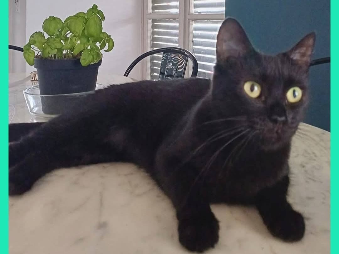 Adozione gatto, femmina, Razza sconosciuta Razza sconosciuta, 3 anni e 2 mesi, taglia non valida, Torino