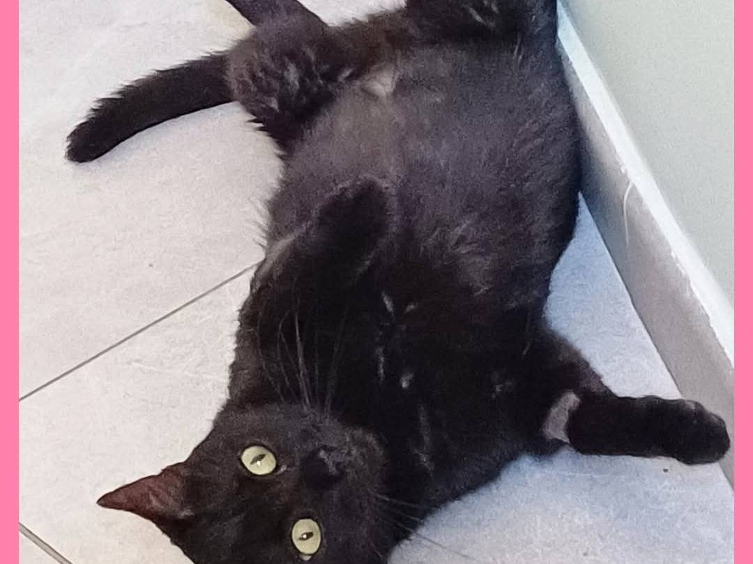 Adotta un gatto, femmina, 3 anni e 2 mesi, Torino
