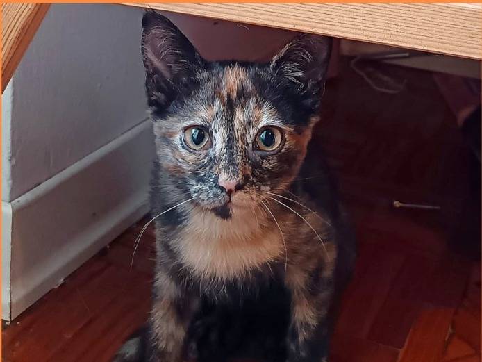 Adozione gatto, femmina, Razza sconosciuta Razza sconosciuta, 3 mesi, taglia non valida, Torino