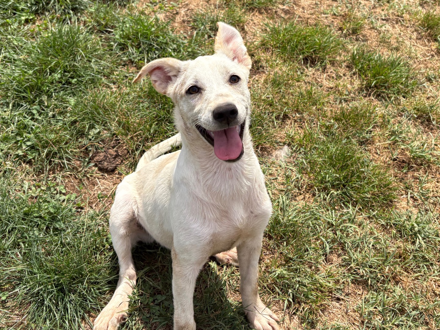 Adozione cane, femmina, Razza sconosciuta Razza sconosciuta, 5 mesi, taglia media contenuta, Frosinone