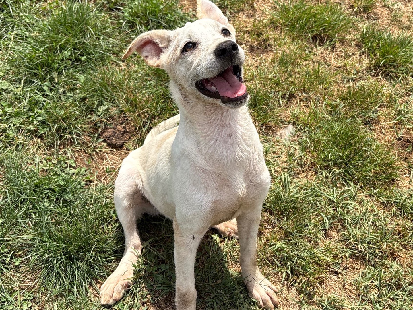 Adotta un cane, femmina, 5 mesi, Frosinone
