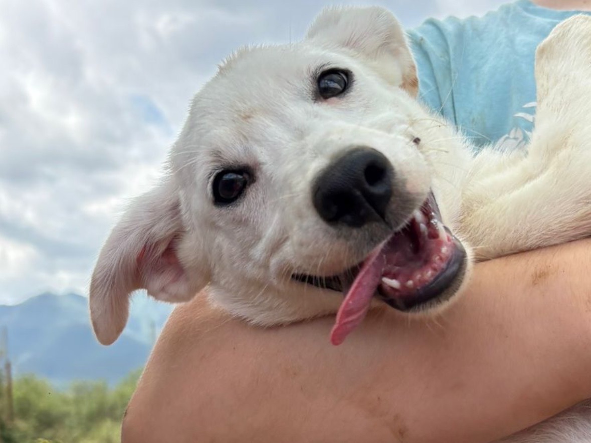Adozione cane, femmina, Razza sconosciuta Razza sconosciuta, 5 mesi, taglia media contenuta, Frosinone