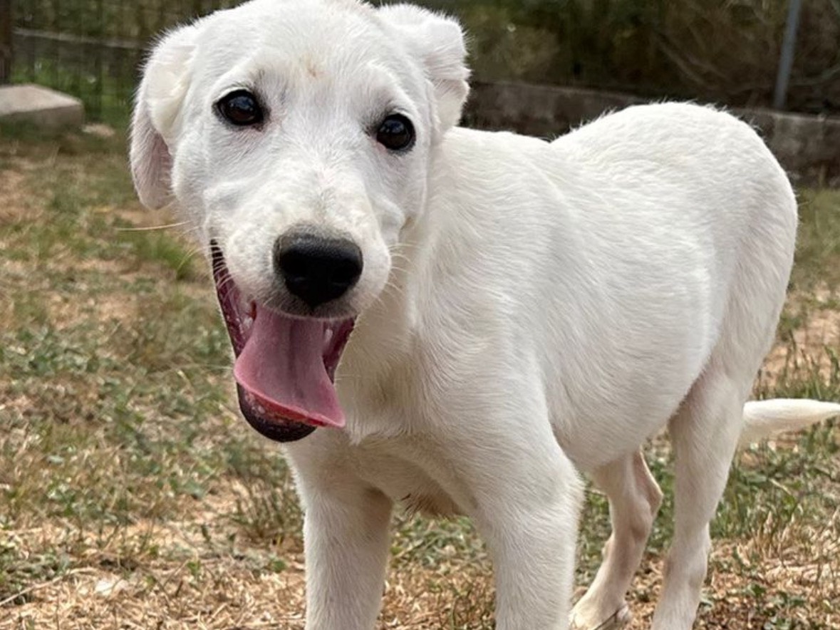 Adotta un cane, femmina, 5 mesi, Frosinone