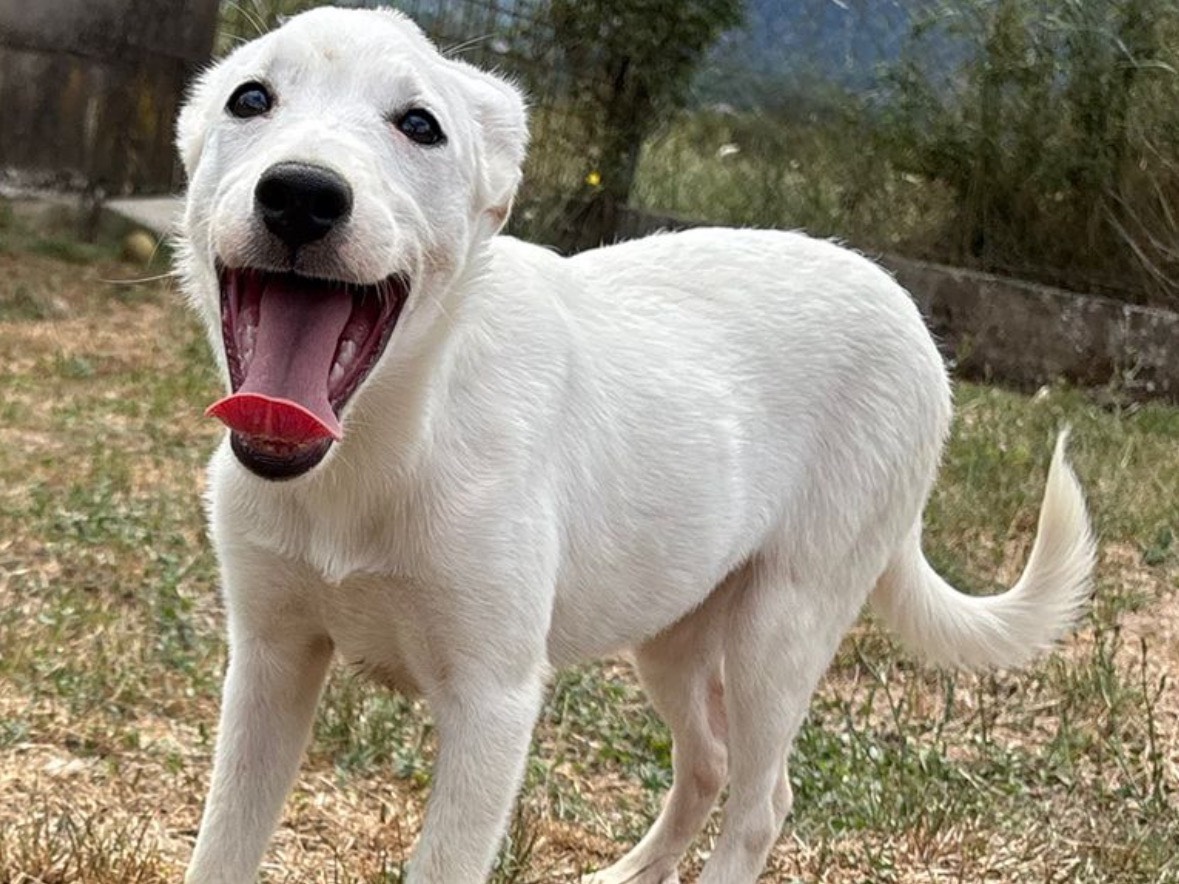 Adotta un cane, taglia media contenuta, femmina, Frosinone