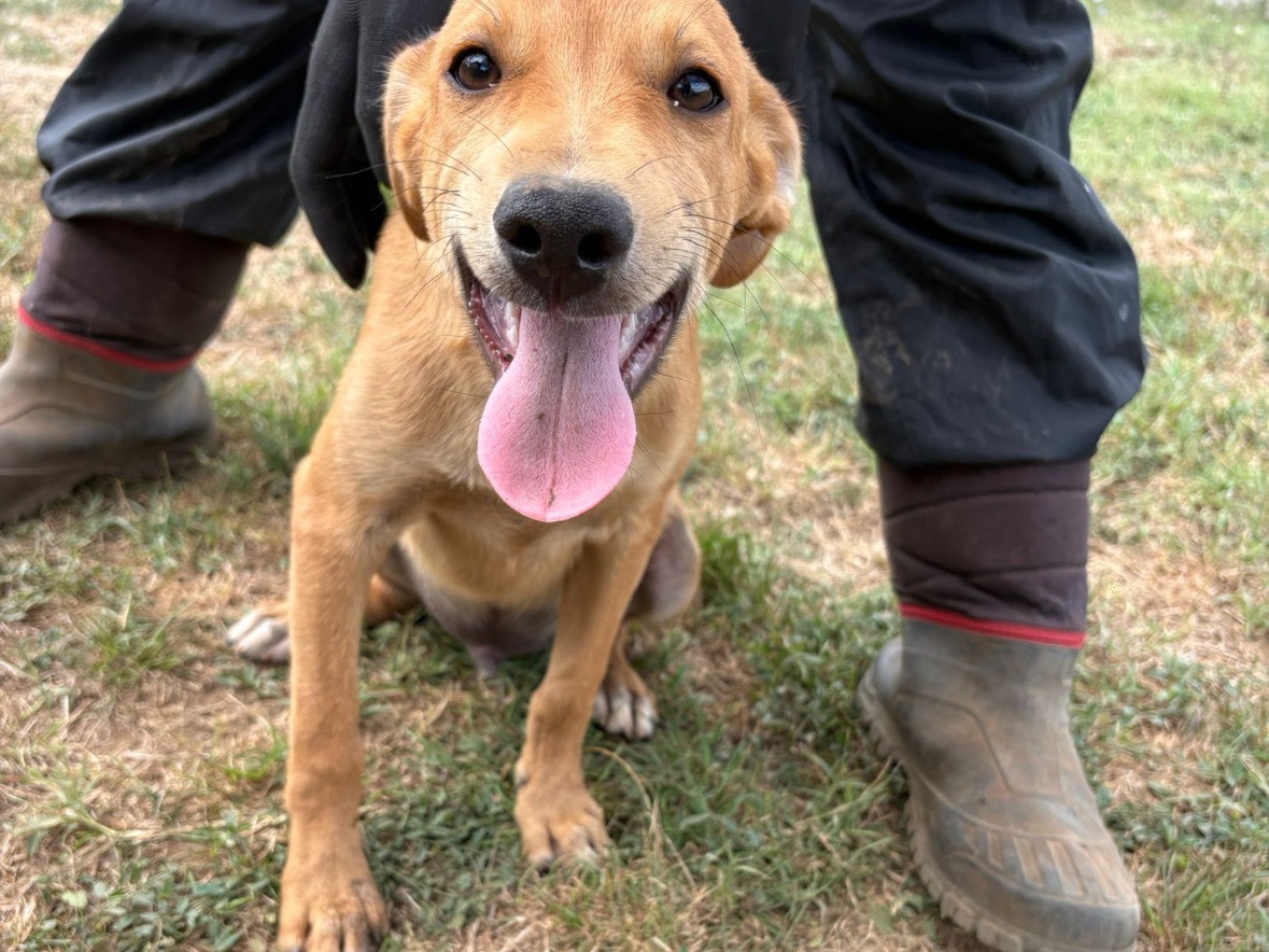 Adotta un cane, taglia media, maschio, Frosinone