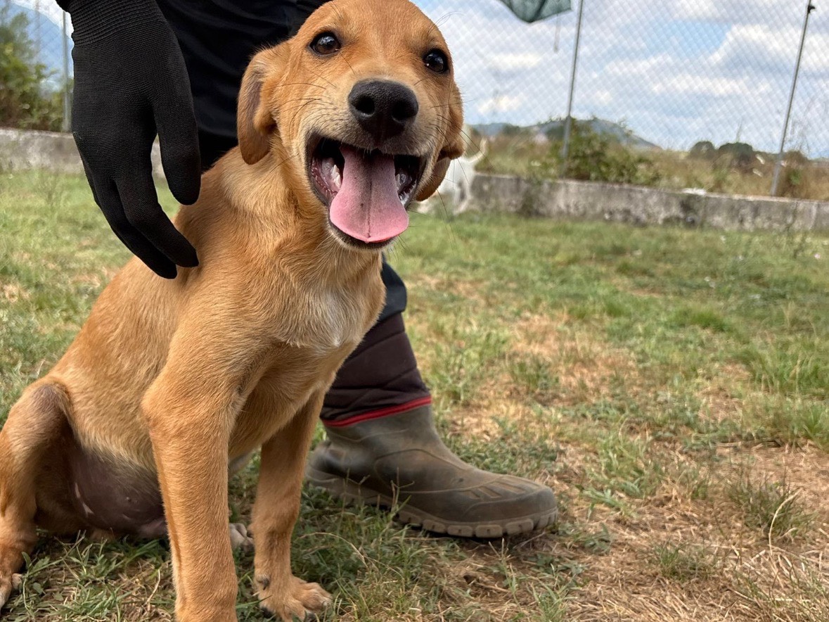 Vuoi adottare un cane a Frosinone?