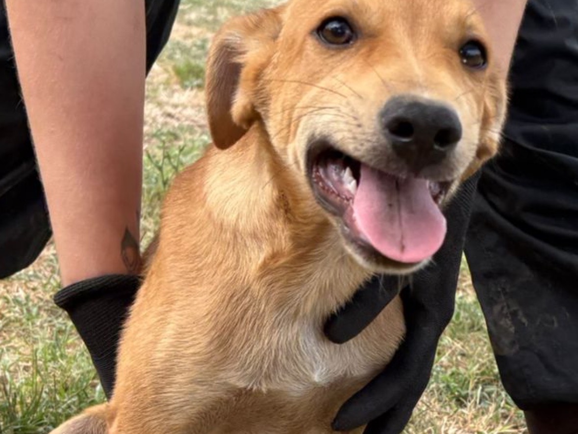 Adotta il cane Lion a Frosinone