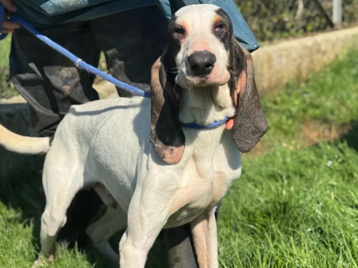 Adozione cane, maschio, Segugio Razza sconosciuta, 2 anni e 6 mesi, taglia media, Frosinone