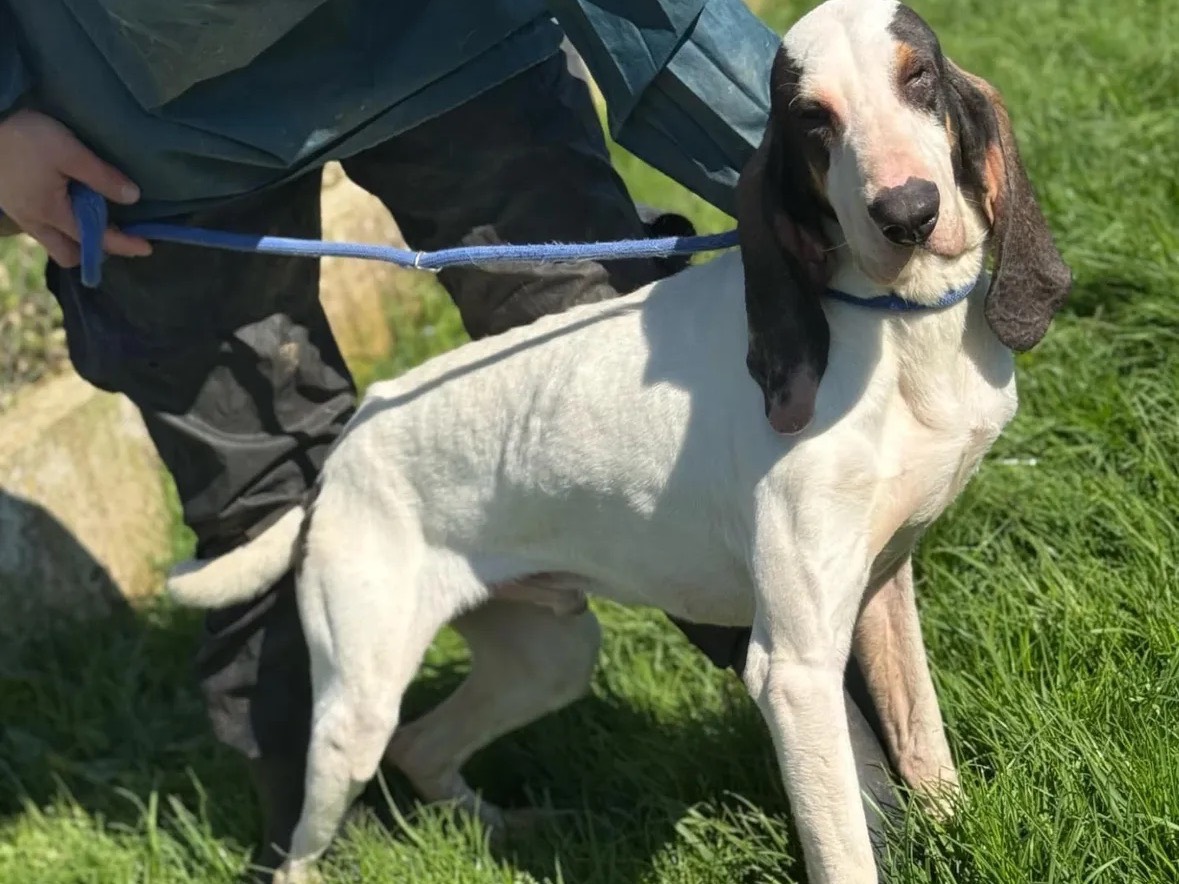 Adotta un cane, maschio, 2 anni e 6 mesi, Frosinone