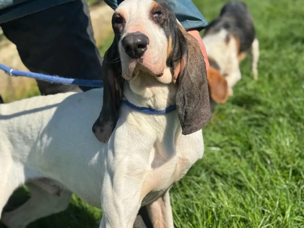Adotta un cane, taglia media, maschio, Frosinone