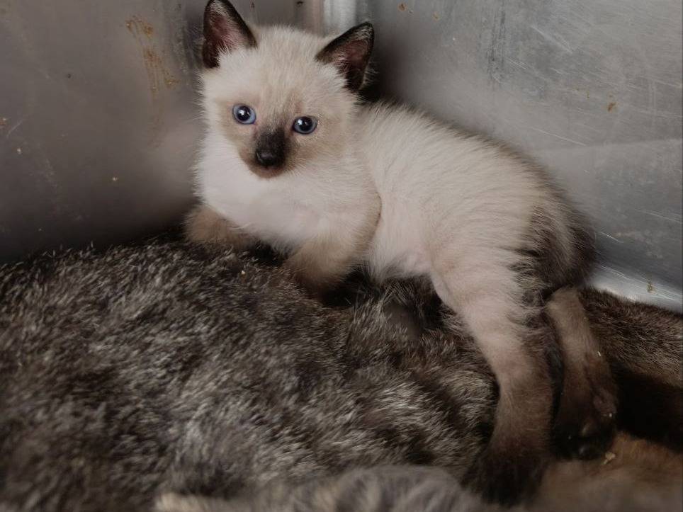 Adozione gatto, maschio, Razza sconosciuta Razza sconosciuta, 3 mesi, taglia non valida, Roma