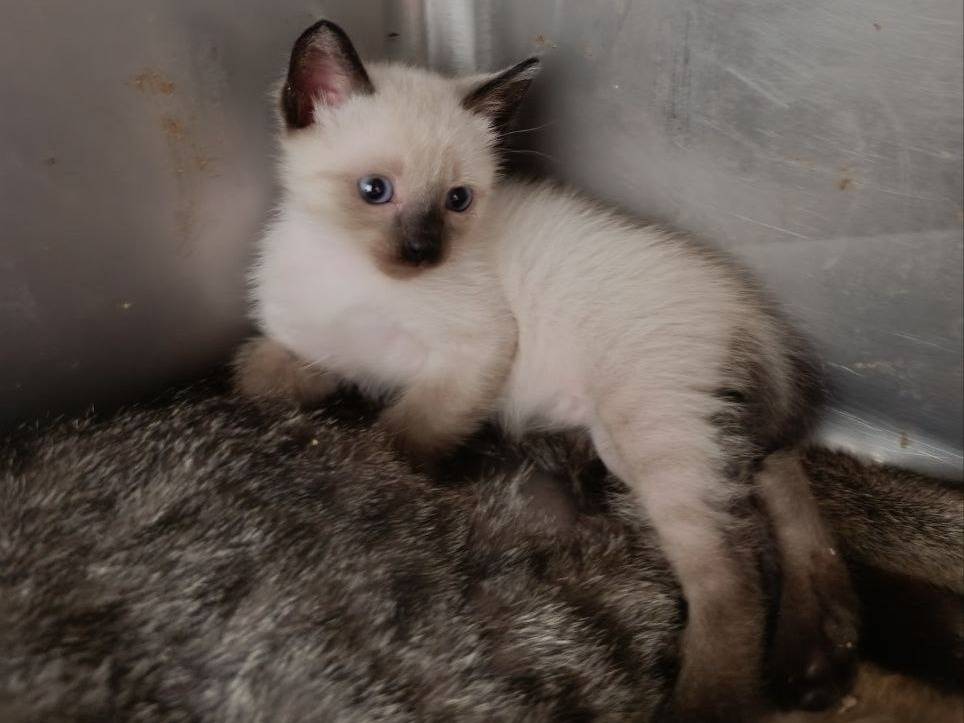 Adotta un gatto, maschio, 3 mesi, Roma