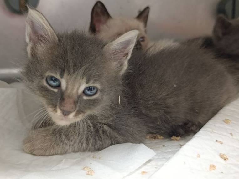Adotta un gatto, maschio, Età non disponibile, Roma