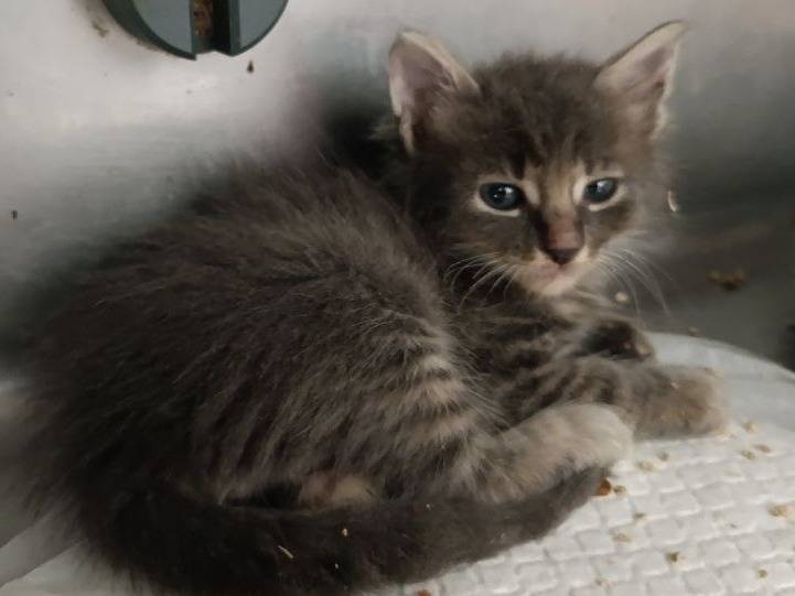 Adotta un gatto, taglia non valida, maschio, Roma