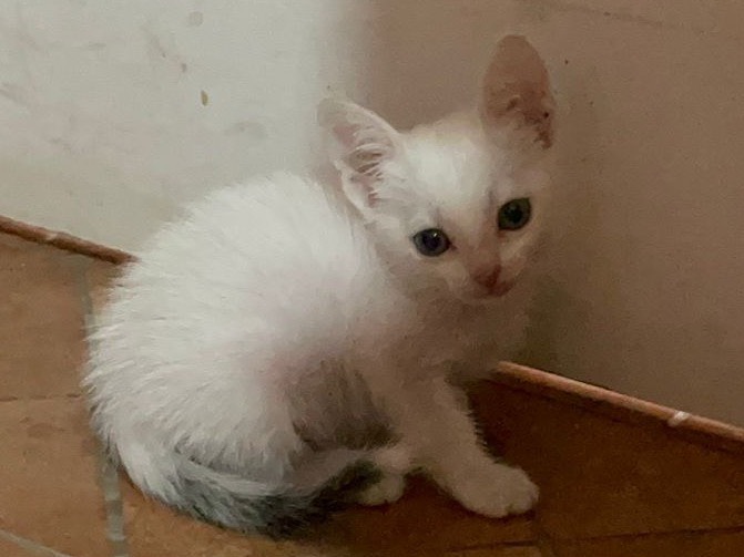 Adozione gatto, femmina, Razza sconosciuta Razza sconosciuta, 1 mesi, taglia non valida, Enna